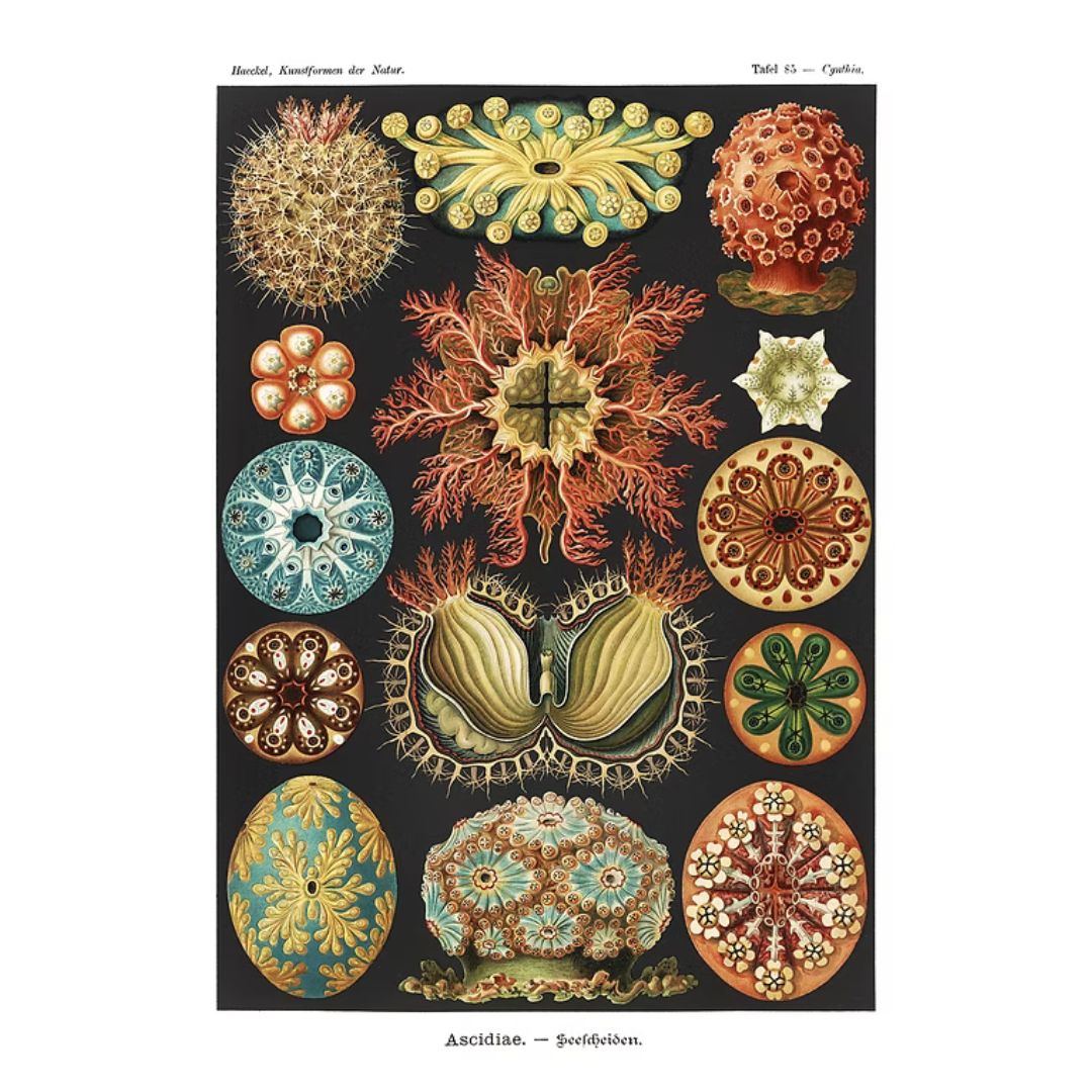 DODO PRINT Haeckel Ascidias