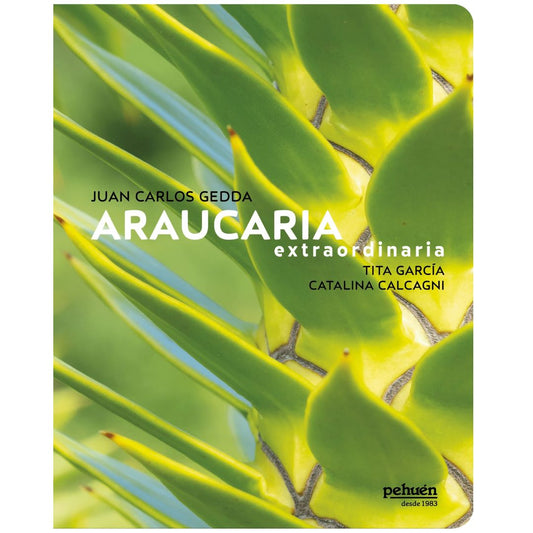 Araucaría extraordinaria